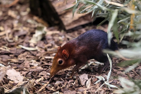 Red-shouldered proboscis dog (Rhynchocyon petersi), proboscis jumper, adult, foraging, vigilant, on