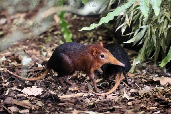 Red-shouldered proboscis dog (Rhynchocyon petersi), proboscis jumper, adult, foraging, pair, two,