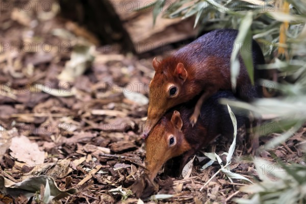 Red-shouldered proboscis dog (Rhynchocyon petersi), proboscis jumper, adult, mating, pair, two,
