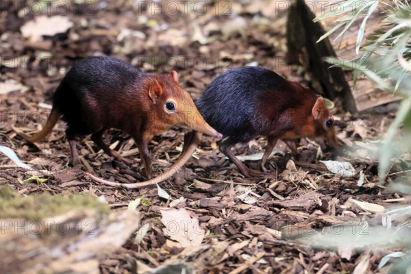 Red-shouldered proboscis dog (Rhynchocyon petersi), proboscis jumper, adult, foraging, pair, two,