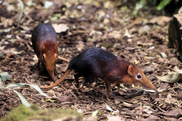 Red-shouldered proboscis dog (Rhynchocyon petersi), proboscis jumper, adult, foraging, pair, two,