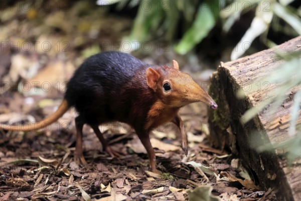 Red-shouldered proboscis dog (Rhynchocyon petersi), proboscis jumper, adult, foraging, vigilant, on