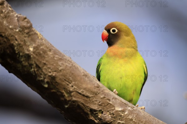 Sooty-head (Agapornis nigrigenis), adult, on tree, portrait, alert, Zambia, Africa, captive