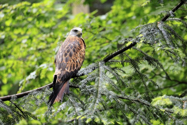Black Kite (Milvus migrans), adult, alert, perch, Bavarian Forest National Park, Germany