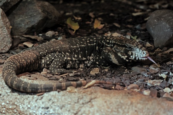 Argentine black and white tegu (Salvator merianae), adult, on ground, lambing, foraging, alert,