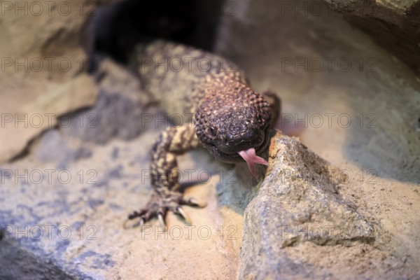 Scorpion crust lizard (Heloderma horridum), adult, portrait, on ground, nocturnal, lambing, Mexico,