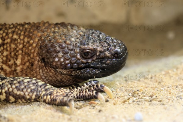 Scorpion crust lizard (Heloderma horridum), adult, portrait, on ground, nocturnal, Mexico, North