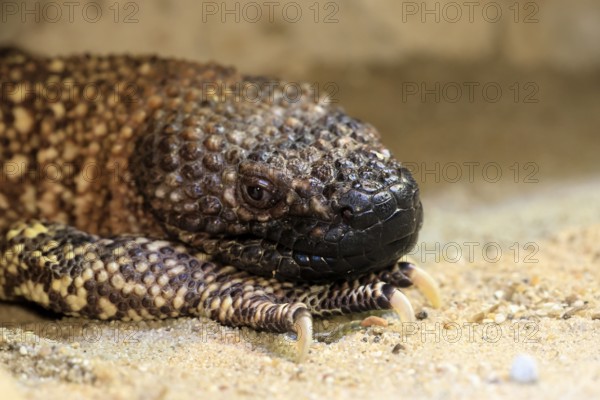 Scorpion crust lizard (Heloderma horridum), adult, portrait, on ground, nocturnal, Mexico, North