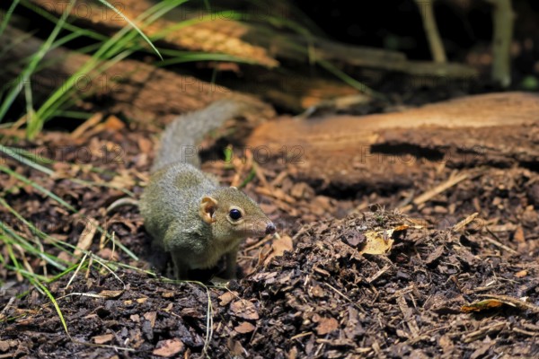Squirrel (Scandentia), adult, foraging, alert, Southeast Asia Asia