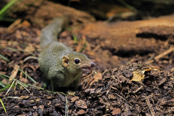 Squirrel (Scandentia), adult, foraging, alert, Southeast Asia Asia