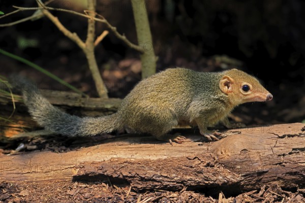 Squirrel (Scandentia), adult, foraging, alert, Southeast Asia Asia