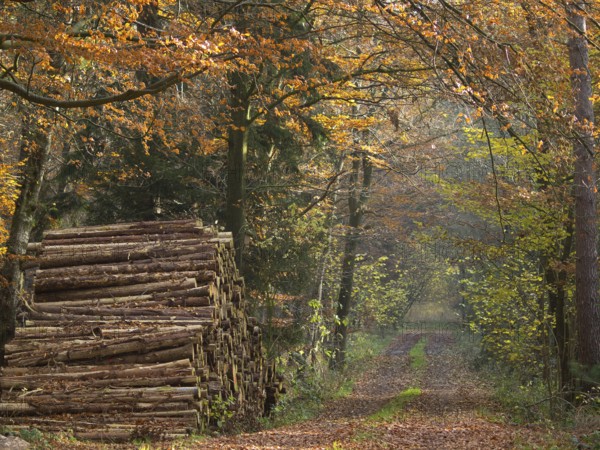 Autumnal forest path with stacked tree trunks surrounded by colourful foliage, Borken, Münsterland,