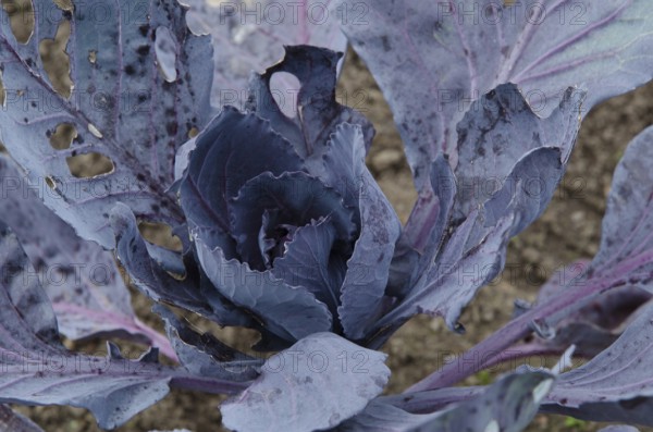 Close-up of a purple cabbage with textured, corroded leaves, Borken, Münsterland, Germany