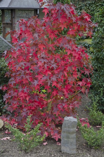 Maple tree with bright red leaves in a garden, Borken, Münsterland, Germany