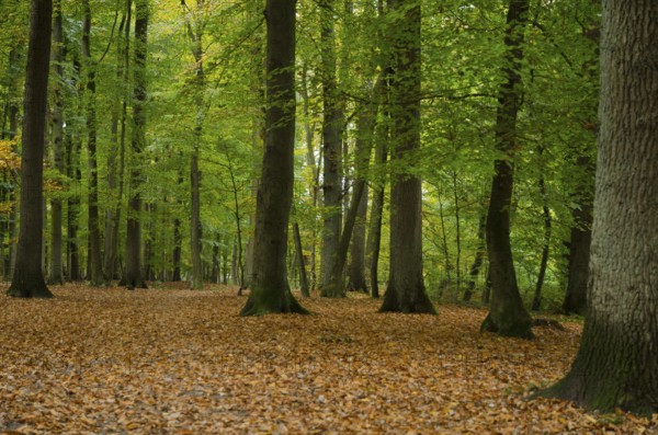 Quiet forest in autumn with deciduous soil and green leaves on the trees, Borken, Münsterland,