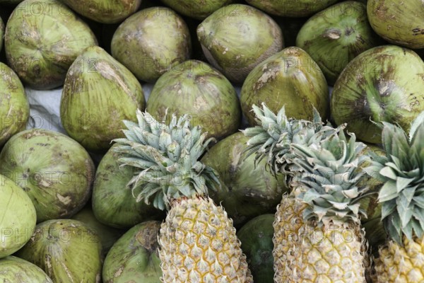 Kota, Rajasthan, North India, Asia, Green, unripe coconuts and several pineapples with green