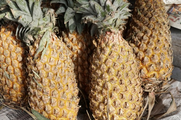 Kota, Rajasthan, North India, Asia, pineapple fruit with rough, yellow skin and green leaves,