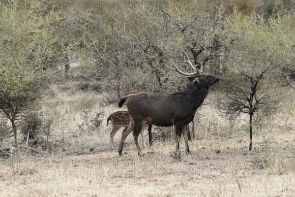 Ranthambhore Tiger Reserve, Sawai Madhopur, Kota, Rajasthan, North India, Asia, Deer with antlers