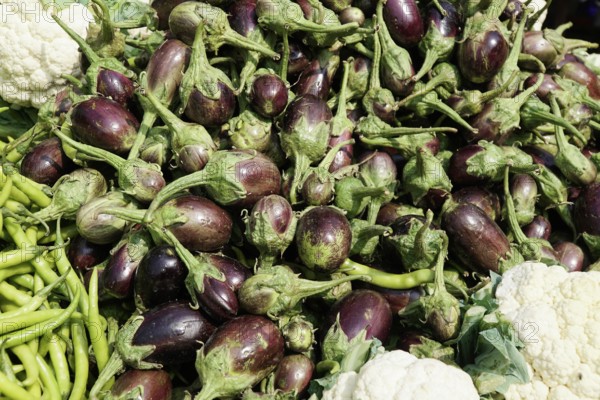 Kota, Rajasthan, North India, Asia, Fresh aubergines with green beans and some cauliflower on a