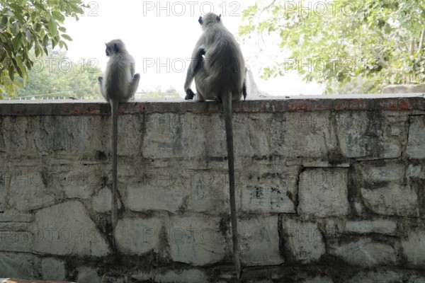 Kota, Rajasthan, North India, Asia, Two monkeys sitting on a wall and looking at the surroundings,