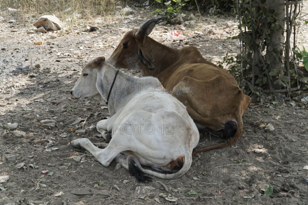 Kota, Rajasthan, North India, Asia, Two cows lying relaxed next to each other in the shade on the
