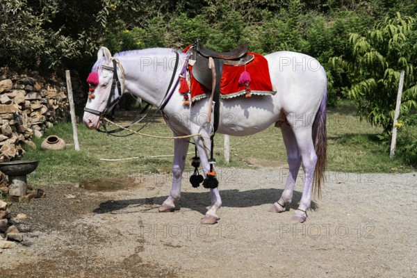 Kota, Rajasthan, North India, Asia, White horse with red blanket and saddle standing peacefully in