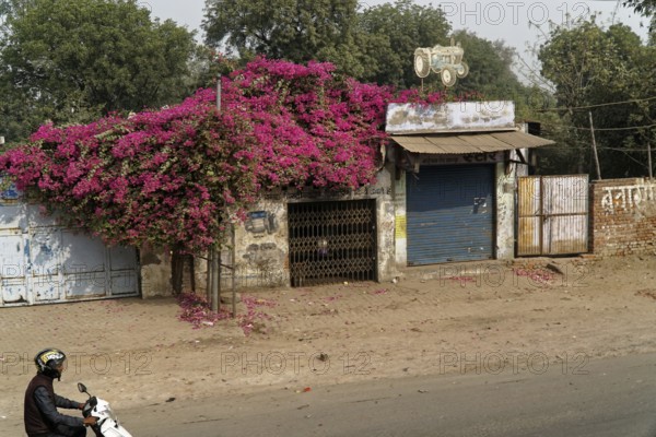 Building with lush bougainvillea on the facade, motorbike on the street, Agra, Jodhpur, Rajasthan,
