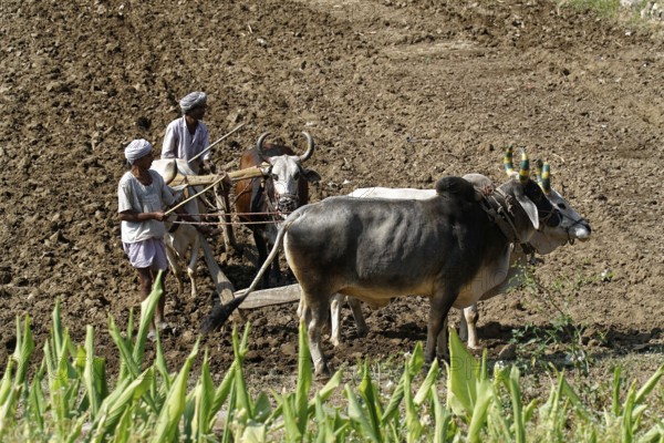 Two men ploughing a field with a team of oxen under the sun, Ranakpur, Jodhpur, Rajasthan, North