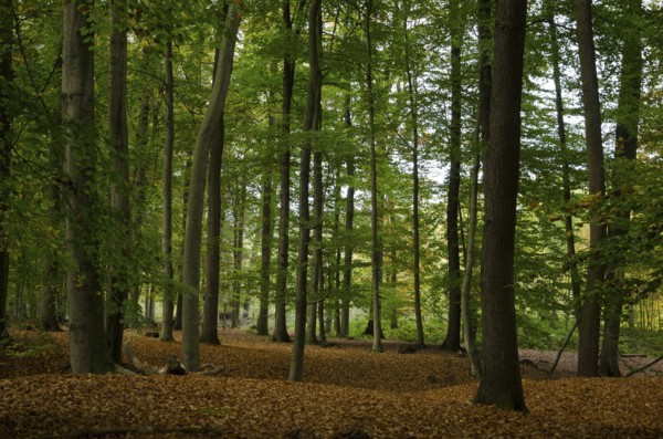Tall trees in a dense forest on a deciduous ground, natural autumn view, borken, münsterland,