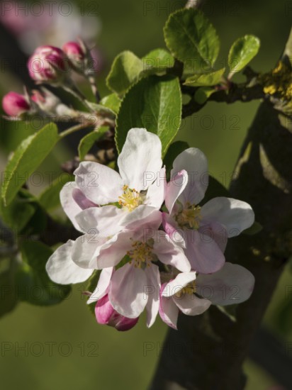 Delicate pink apple blossoms and fresh green leaves in a close-up symbolising spring, borken,