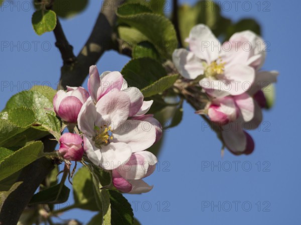 Blooming apple blossoms in bright sunlight, surrounded by fresh green leaves, tenderness of spring,