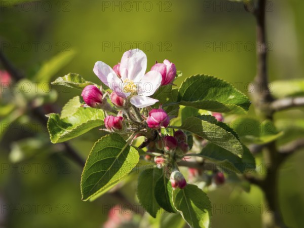 Close-up of an apple tree branch with pink flower buds and green foliage in spring light, borken,