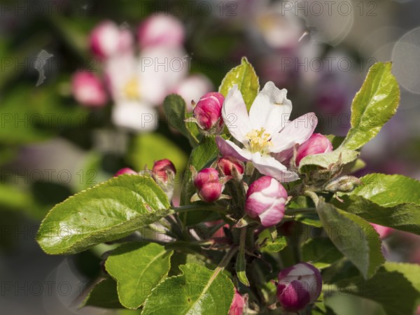 Branch with pink apple blossoms and green leaves against a blurred background, borken, münsterland,