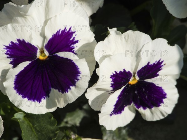 Close-up of white and purple pansies, borken, münsterland, germany