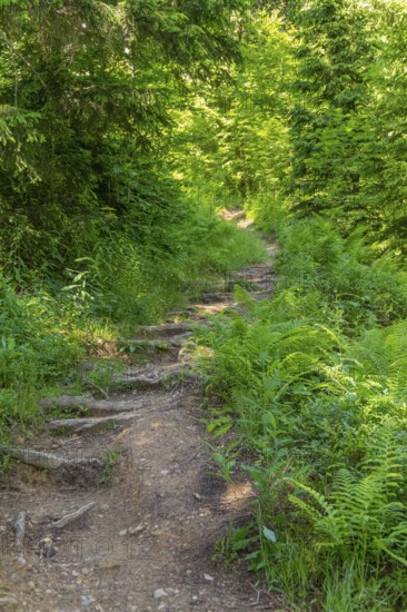 Forest track in Bavaria at summer time