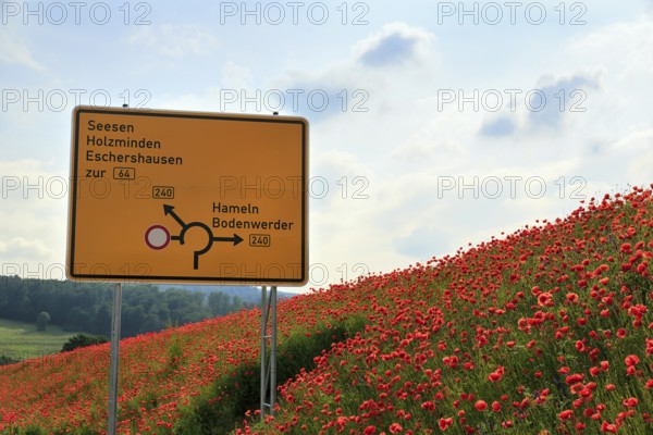 Traffic sign on the B 240 federal road, roundabout, poppy blossom, Eschershausen, Weserbergland,