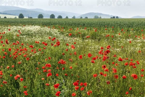 Corn poppy blossom, fields, hills on the horizon, Eschershausen, Weserbergland, Holzminden, Lower
