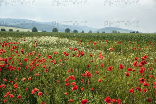 Corn poppy blossom, fields, hilly landscape, Eschershausen, Weserbergland, Holzminden, Lower