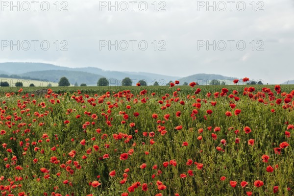 Corn poppy blossom, hilly landscape, Eschershausen, Weserbergland, Holzminden, Lower Saxony,