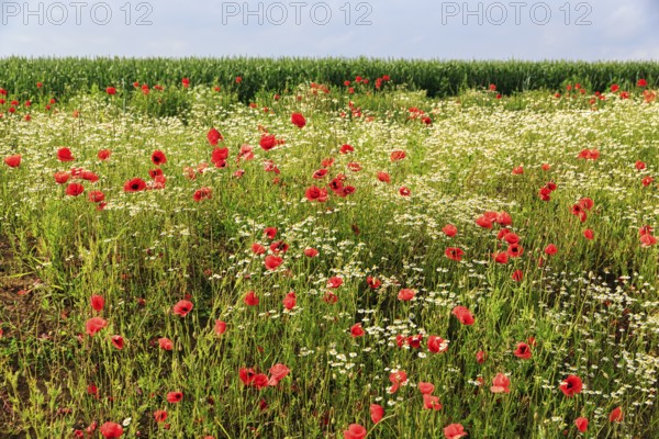 Corn poppy blossom, Eschershausen, Weserbergland, Holzminden, Lower Saxony, Germany