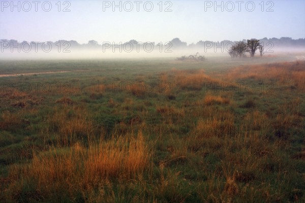 Foggy meadow, Egelsberg nature reserve at dawn with scattered trees and orange-coloured grass,