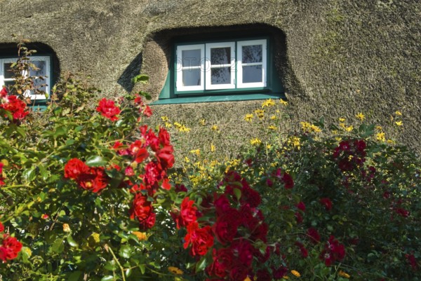 Typical Frisian houses in the village of fog on the North Frisian island of Amrum, Amrum, fog,