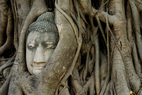 Buddha head entwined by tree roots in the historical park of Ayutthaya, Ayutthaya, Ayutthaya,
