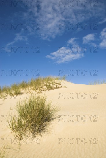 Dune landscape in front of a blue sky on the beach of Norddorf on the North Frisian island of