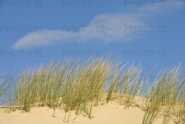 Dune landscape in front of a blue sky on the beach of Norddorf on the North Frisian island of