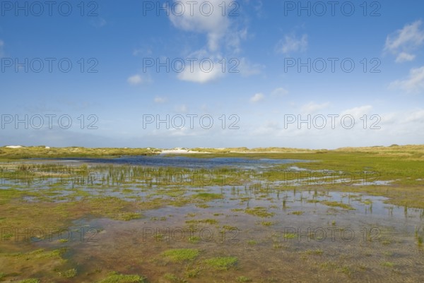 Water reservoir between the dunes of the North Frisian island of Amrum, Amrum, Norddorf, North