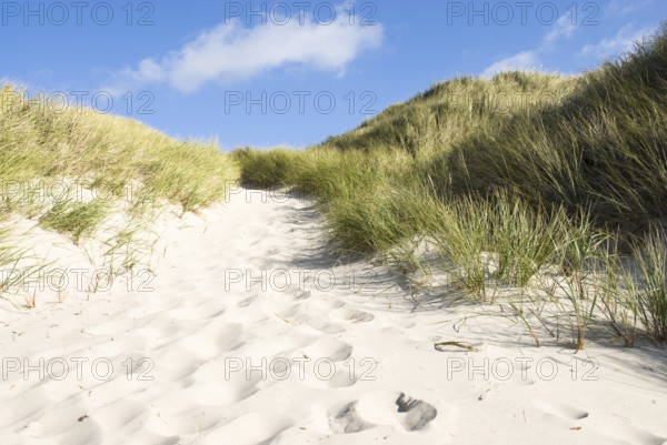 Dune landscape in front of a blue sky on the beach of Norddorf on the North Frisian island of