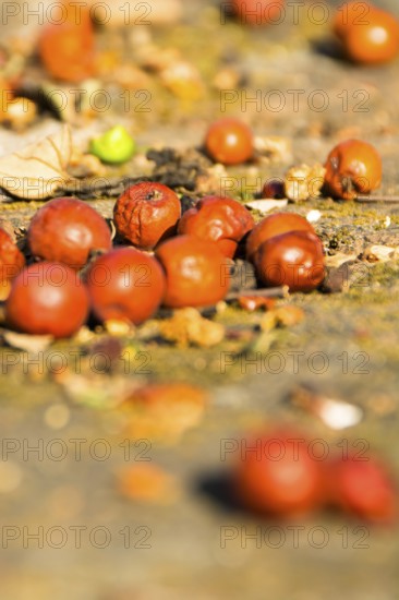 Rowan berry still life, Ayutthaya, Ayutthaya, Thailand, Thailand