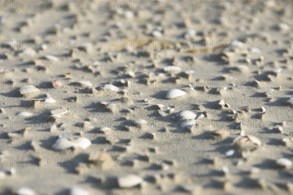 Impressions of the beach in the village of Süddorf on the North Frisian island of Amrum, Amrum,
