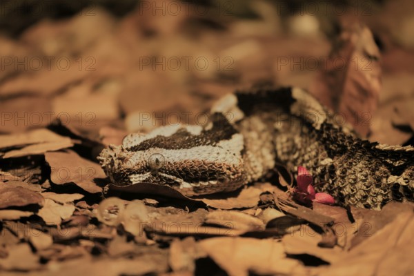 Rhinoceros viper (Bitis nasicornis), adult, foraging, vigilant, ground, West Africa, Africa,